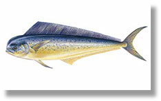 Mahi Mahi