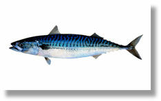 Spanish Mackerel