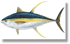 Tuna, Yellowfin