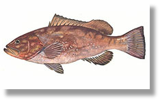 Grouper - Red, Black