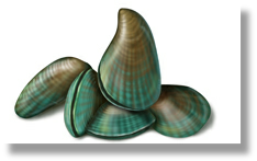 Mussels