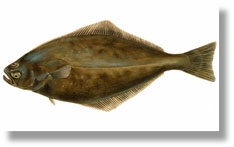 East Coast Halibut