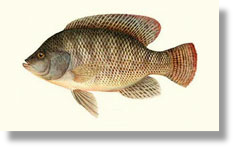 Tilapia