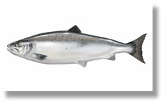 Atlantic Salmon