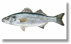 Loup de Mer (Branzino)