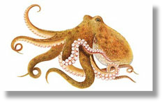 Octopus