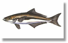 Cobia