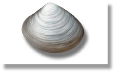 Clams