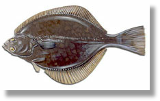 Flounder Fluke