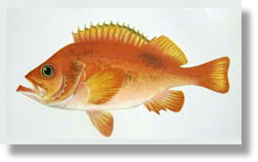 Ocean Perch Rosefish