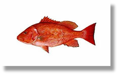 Red Snapper, American