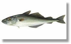 Atlantic Pollock