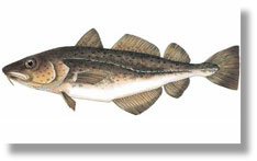 Atlantic Cod