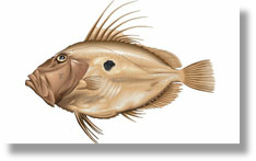 John Dory