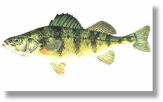 Yellow Lake Perch