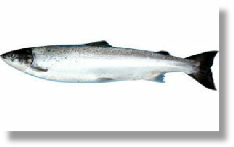 Salmon, Farmed - Scottish