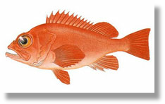 Pacific Red Rockfish