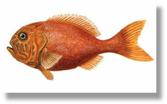 Orange Roughy