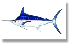 Kajiki (Pacific Blue Marlin)