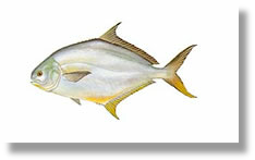 Pompano