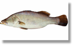 Barramundi 