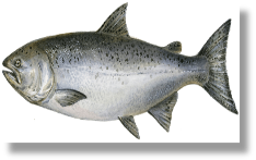 Salmon, Farmed - Ora King 