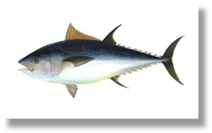 Tuna, Bluefin