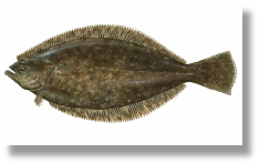 Sole, East Coast Flounder