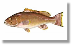 Yellowedge Grouper